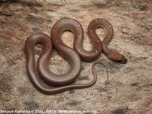 Photo of a Banded Racer (fasciolatus) (Lycodon fasciolatus)