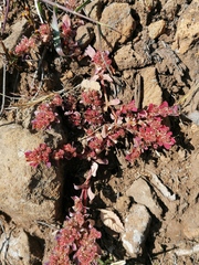Euphorbia indivisa