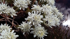 Lachnaea filamentosa