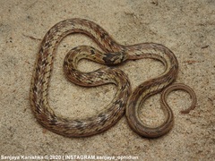 Oligodon taeniolatus