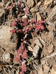 Euphorbia indivisa