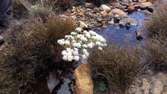 Lachnaea filamentosa