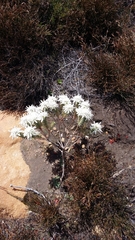 Lachnaea filamentosa