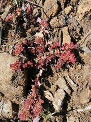 Euphorbia indivisa
