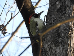 Picus viridis