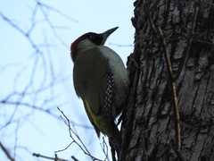 Picus viridis
