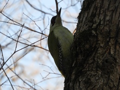 Picus viridis
