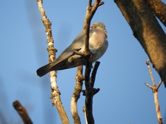 Columba palumbus