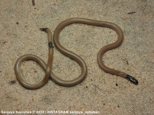 Photo of a Indian Coral Snake (Calliophis melanurus)