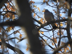 Columba palumbus