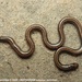 Müller's Earth Snake - Photo (c) Sanjaya Kanishka, some rights reserved (CC BY-NC), uploaded by Sanjaya Kanishka