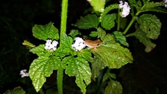 Dendropsophus rubicundulus