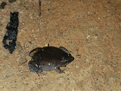 Elachistocleis cesarii