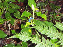 Palicourea axillaris