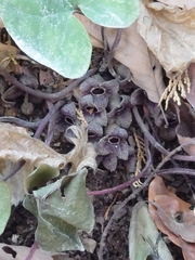 Asarum nipponicum