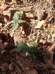 Tripterospermum trinervium