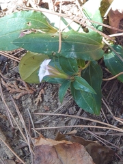 Tripterospermum trinervium