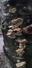 Antrodiella pallescens