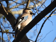 Garrulus glandarius