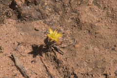 Ornithogalum rupestre