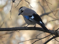 Garrulus glandarius