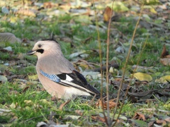 Garrulus glandarius