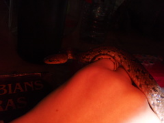 Stenorrhina degenhardtii