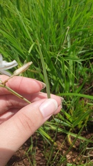 Chlorophytum angulicaule