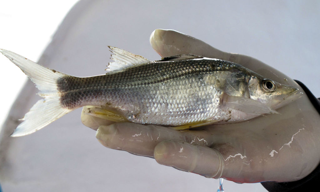 Little snook (Centropomus robalito) — Centropomidae