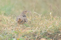 Mirafra assamica