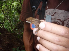 Anolis johnmeyeri