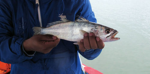 Cachema weakfish (Cynoscion phoxocephalus) — Sciaenidae — 3