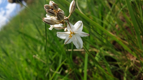 Angular Green Lily (Chlorophytum angulicaule)