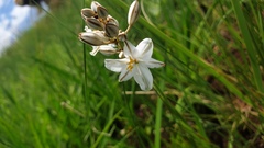 Chlorophytum angulicaule