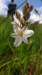 Chlorophytum angulicaule