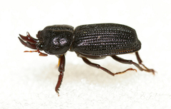 Syndesus cornutus
