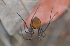 Euprosthenops
