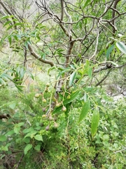 Zanthoxylum coco