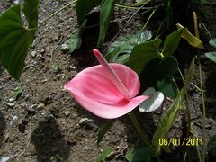 Anthurium andraeanum