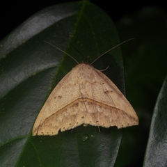 Ugia disjungens