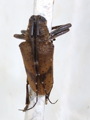 Jamesia papulenta