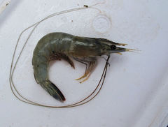 Penaeus stylirostris