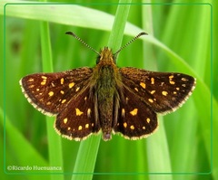Butleria elwesi