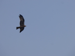Milvus migrans migrans