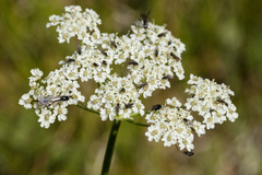 Conioselinum scopulorum