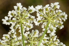 Conioselinum scopulorum