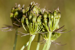 Conioselinum scopulorum