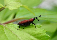 Rhodobaenus sanguineus