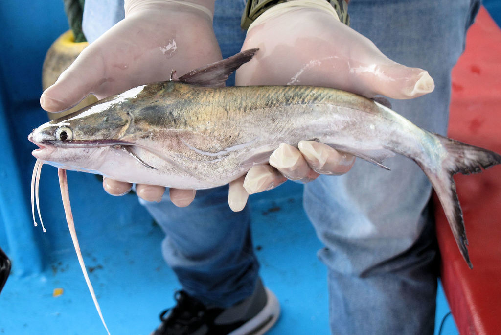 Chihuil (Bagre panamensis) — Ariidae
