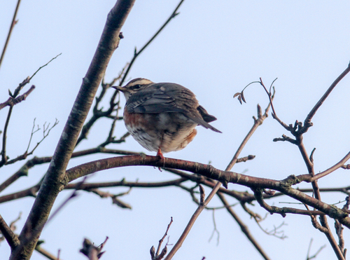 Redwing, 's-Gravenland, Capelle aan den IJssel, Nederland, photo 6 of 10
